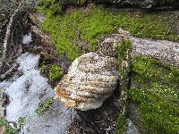 Fomitopsis officinalis image