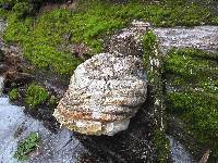 Fomitopsis officinalis image