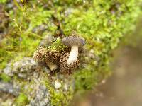 Helvella cupuliformis image