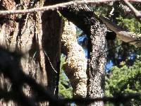 Fomitopsis officinalis image