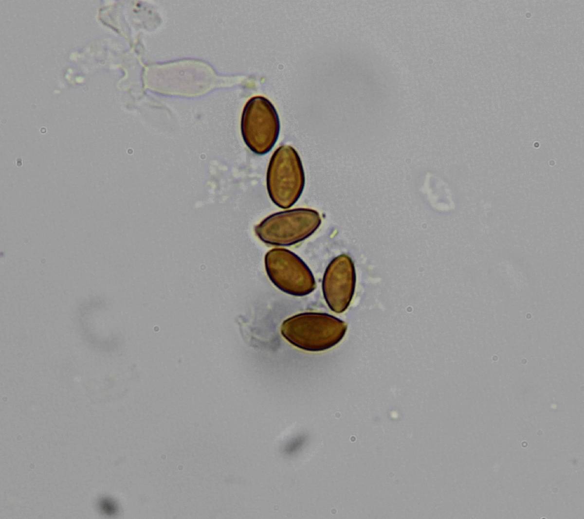 Psilocybe subfimetaria image