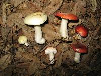 Russula cremoricolor image