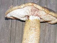 Tricholoma aurantium image