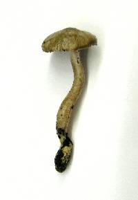 Inocybe fuscodisca image