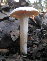 Hygrocybe pratensis var. pallida image