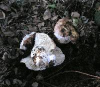 Russula cyanoxantha image