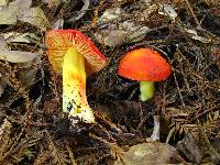 Hygrocybe laetissima image