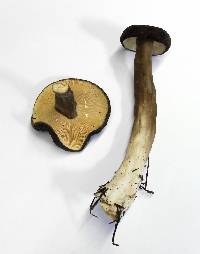 Lactarius fallax image