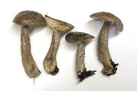Lactarius pseudomucidus image