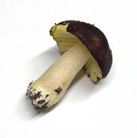 Russula tenuiceps image