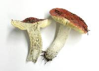 Russula californiensis image