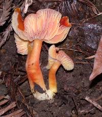 Hygrocybe punicea image