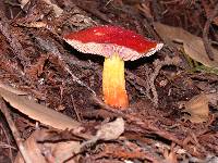 Hygrocybe laetissima image