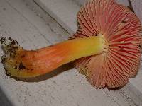 Hygrocybe laetissima image