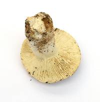 Russula cyanoxantha image