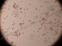 Hypholoma capnoides image