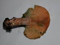 Lactarius deliciosus var. areolatus image