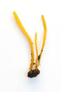 Clavulinopsis laeticolor image