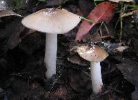 Hygrocybe fornicata var. fornicata image