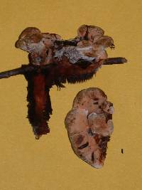 Hydnellum aurantiacum image