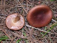 Pholiota velaglutinosa image