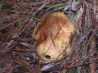 Suillus tomentosus image