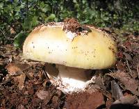 Amanita vernicoccora image