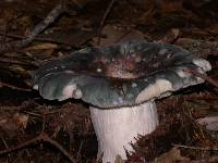 Russula cyanoxantha image