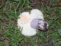 Russula cyanoxantha image