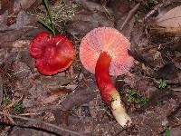 Hygrocybe punicea image