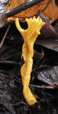 Clavulinopsis corniculata image