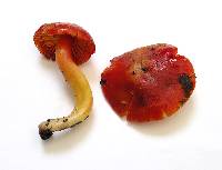 Hygrocybe punicea image