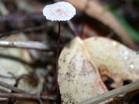 Marasmius quercophilus image