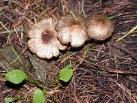 Inocybe fuscodisca image