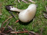 Clitocybe fragrans image