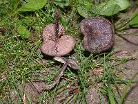 Entoloma sericeum image