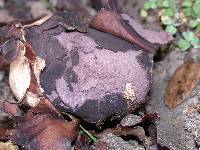 Calvatia cyathiformis image