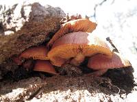 Gymnopilus luteofolius image