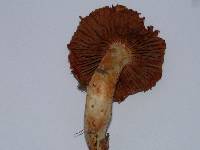 Cortinarius rubicundulus image