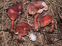 Lactarius atrobadius image