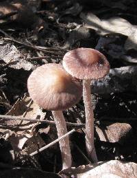 Psathyrella bipellis image