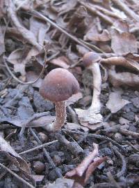 Psathyrella bipellis image