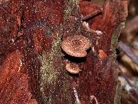 Inocybe lanuginosa image