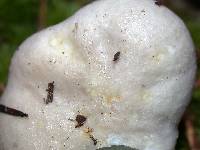 Russula stuntzii image