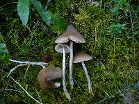 Entoloma conferendum image