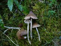 Entoloma conferendum image