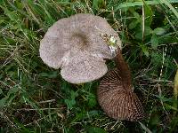 Entoloma jubatum image