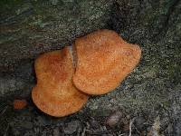 Fistulina hepatica image