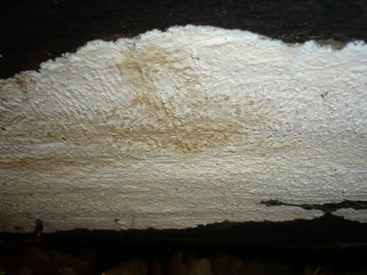 Gloeocystidiellum porosum image