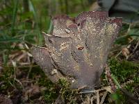 Gomphus clavatus image